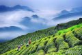 綜合產值超300億元！漢中成為西北地區最大的茶產業生產基地縮略圖