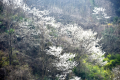 漢江源漫山遍野的野櫻花開了縮略圖